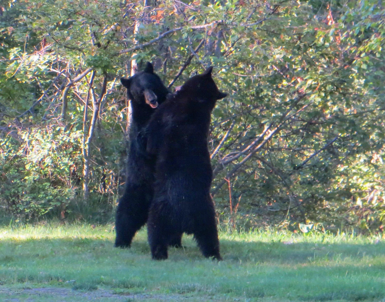 Fighting bears
